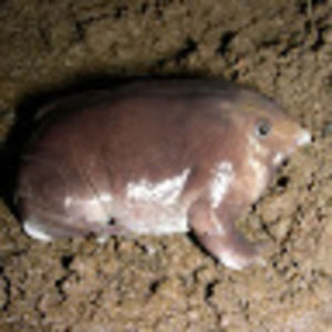 Meet your Posher, Mocci